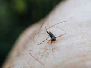 מומחה בהדברת ליתושים: איך להרוג את הליתוש?