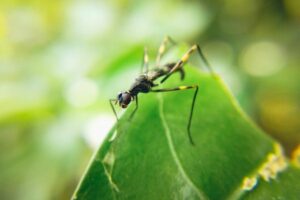 משחקים עם חיים: הדברה ביולוגית של יתושים