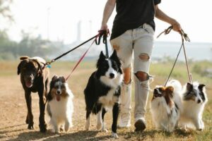 מומחה לחומרי הדברה כלבים: הלכה ומעשה