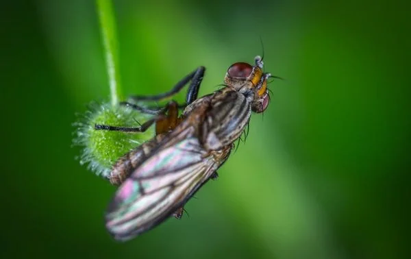 מטפל במזיקים: הדברת זבובים